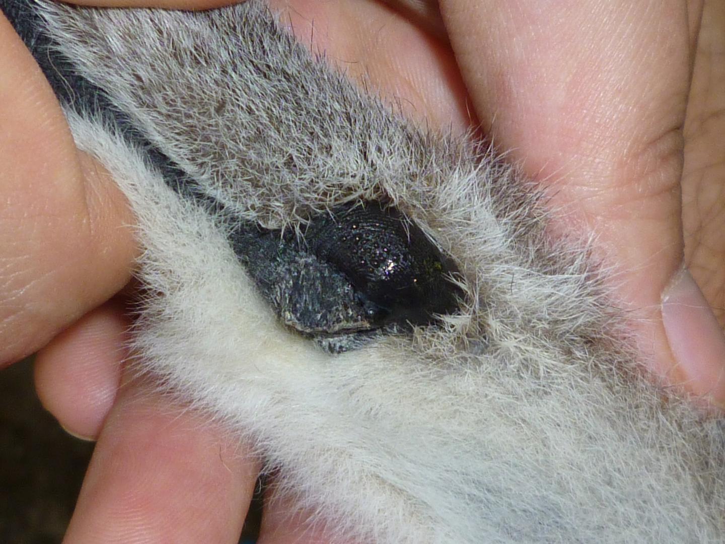 Close up of Lemur Wrist Gland