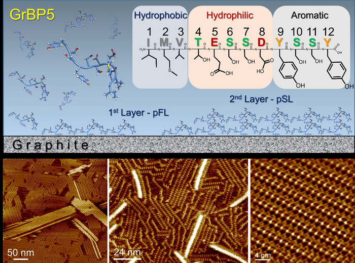 Observation Of Molecular Self-assembly Of Pep | EurekAlert!