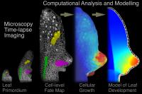 Computer- and Microscopy-Assisted Tracking of Leaf Development
