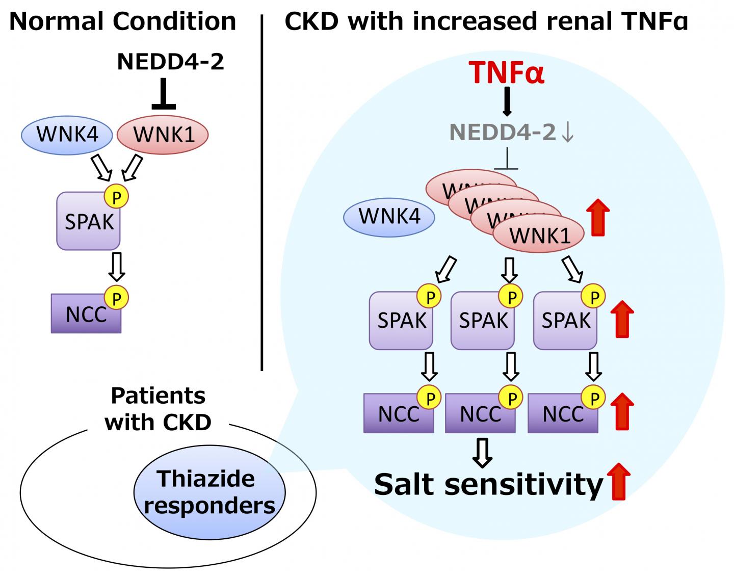 Schematic illustrating TNFα-induced WNK pathway activation and salt-sensitive hypertension in chronic kidney disease (CKD)