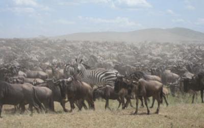 Photo of Zebra and Wildebeest in the Serengeti