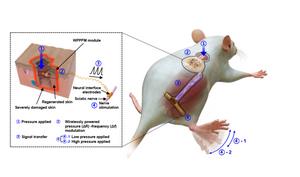 [Figure 2] Neural transmission mechanisms of external stimuli through integrated devices