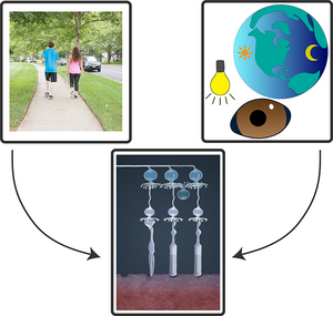 Retinal functions