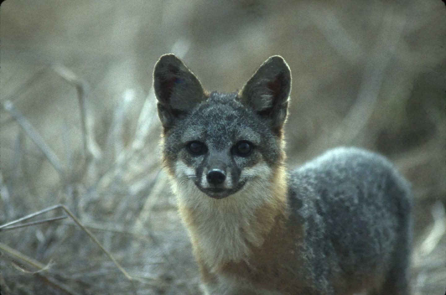 Channel Island fox