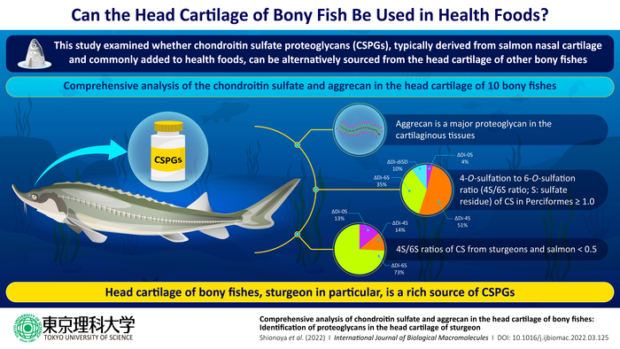 Can the Head Cartilage of Bony Fish Be Used in Health Foods?
