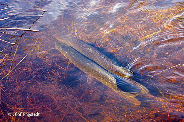 Two Northern Pike