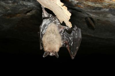 Bat with White-nose Syndrome