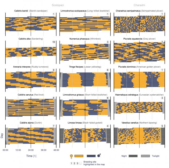 Actograms of 15 Different Patterns