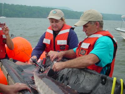Tagging an Atlantic Sturgeon