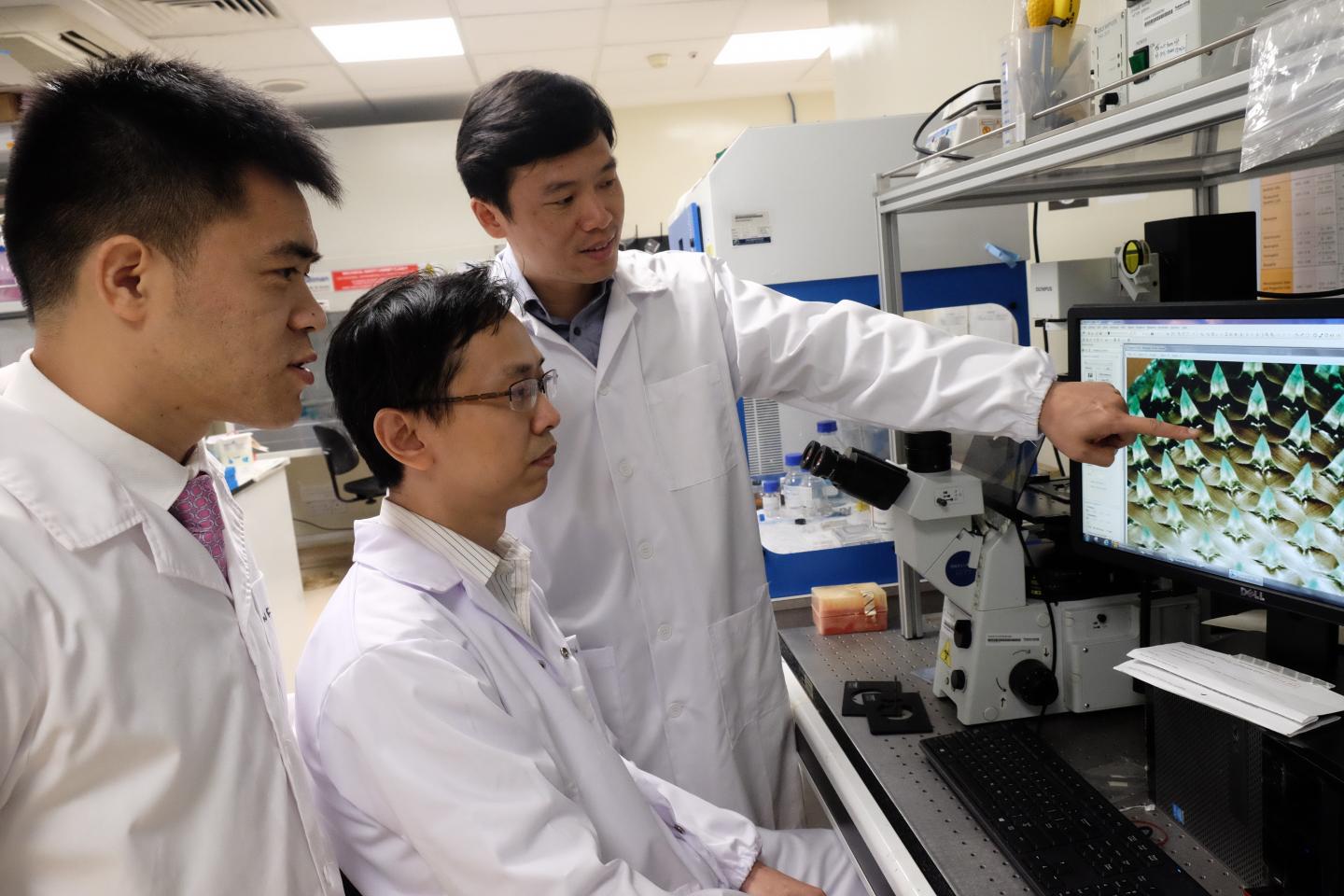 (L-R) Asst Prof Xu Chenjie, Dr Than Aung, Prof Chen Peng discussing a microscope image of the microneedle patch