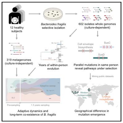 Investigation of <em>B. frag</em> Evolution in Healthy People