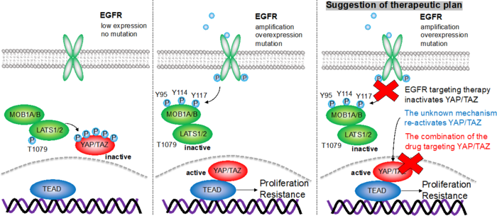 Schematic of mechanistic mechanism by which EGFR activates YAP/TAZ