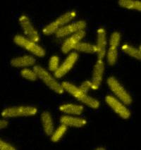 Discovery of Mechanism That Enables Bacteria to Elude Antibiotics