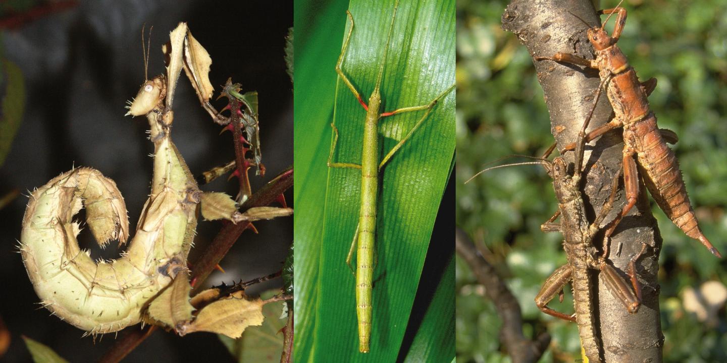 Stick Insects (from the Old World)