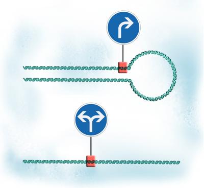 Loop the DNA Loop