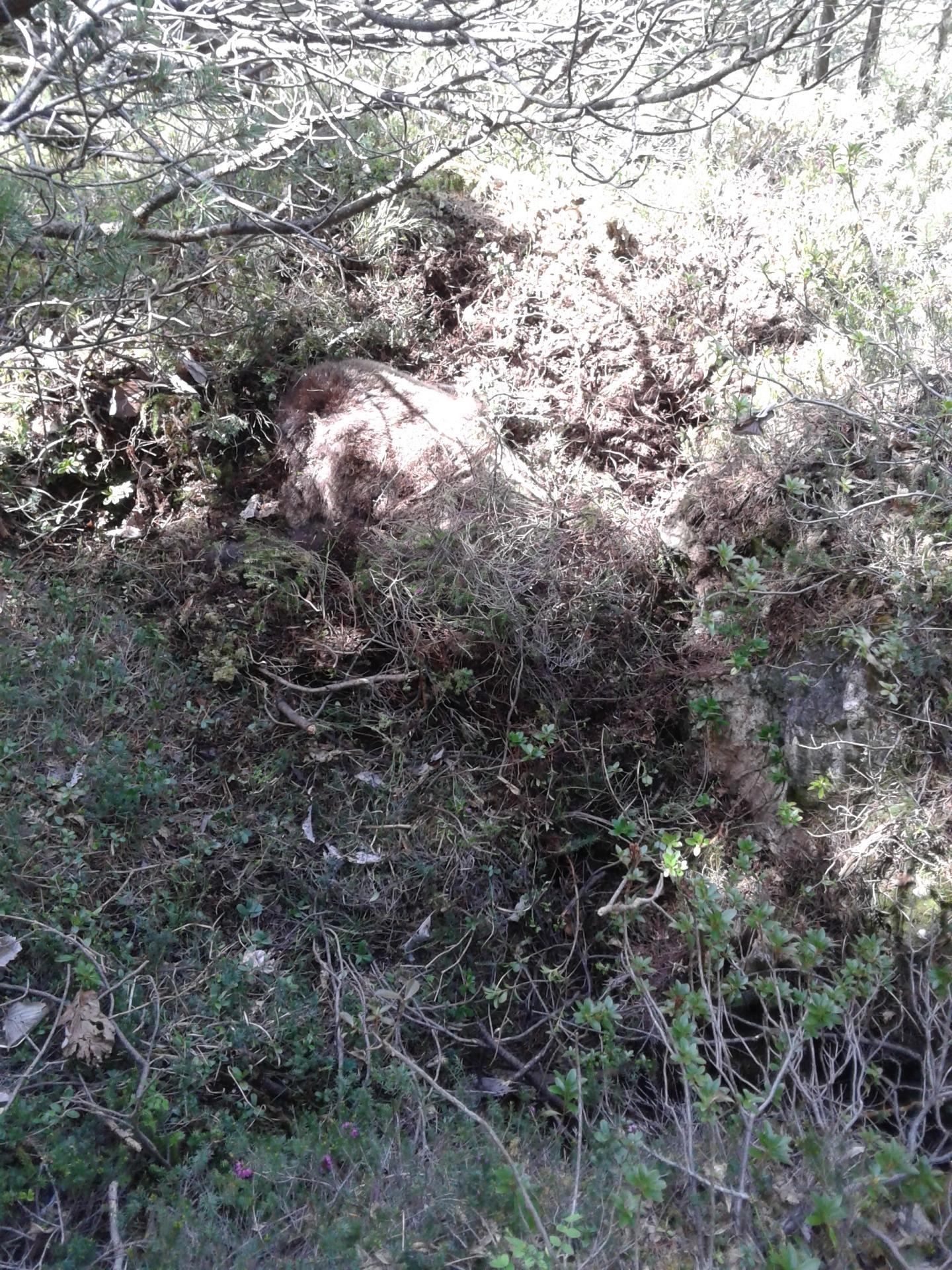 The Hidden Body of the Female Bear