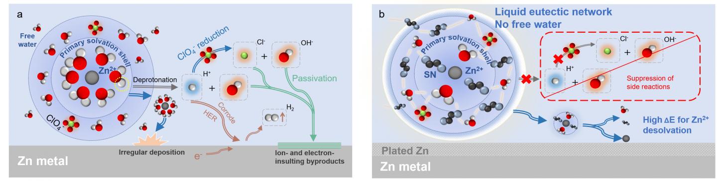 Schematic diagrams of Zn<sup>2+</sup> solvation structure and interfacial reactions in different electrolytes