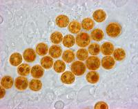 Symbiodinium cells under microscope