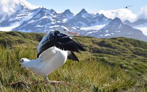 Wandering albatross.jpg