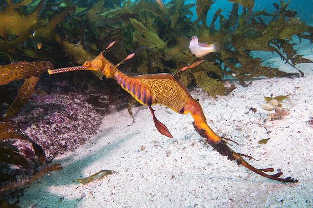 The Weedy seadragon