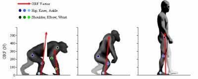 Comparison of Walking Mechanics in Chimpanzees and Humans