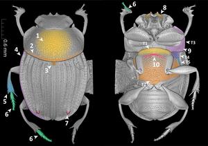 The beetle species Grebennikovius basilewskyi used as a case study