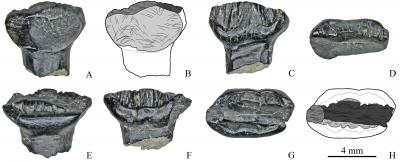 Stegosaurus teeth from Eastern Siberia show high wear and replacement rate