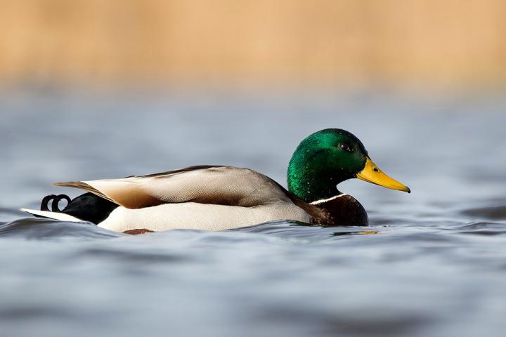 Male Mallard Duck