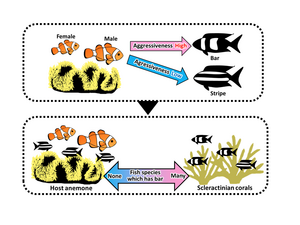 Anemonefish display aggression towards other fish vertical bar patterns