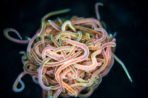 Unraveling the mathematics behind wiggly worm - Vimarsana News