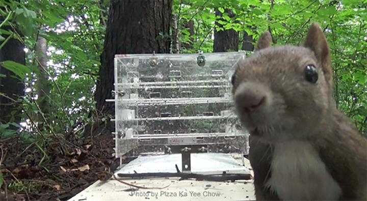 Eurasian red squirrel
