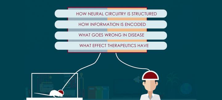 Optical Probe Video from Lin Tian Lab