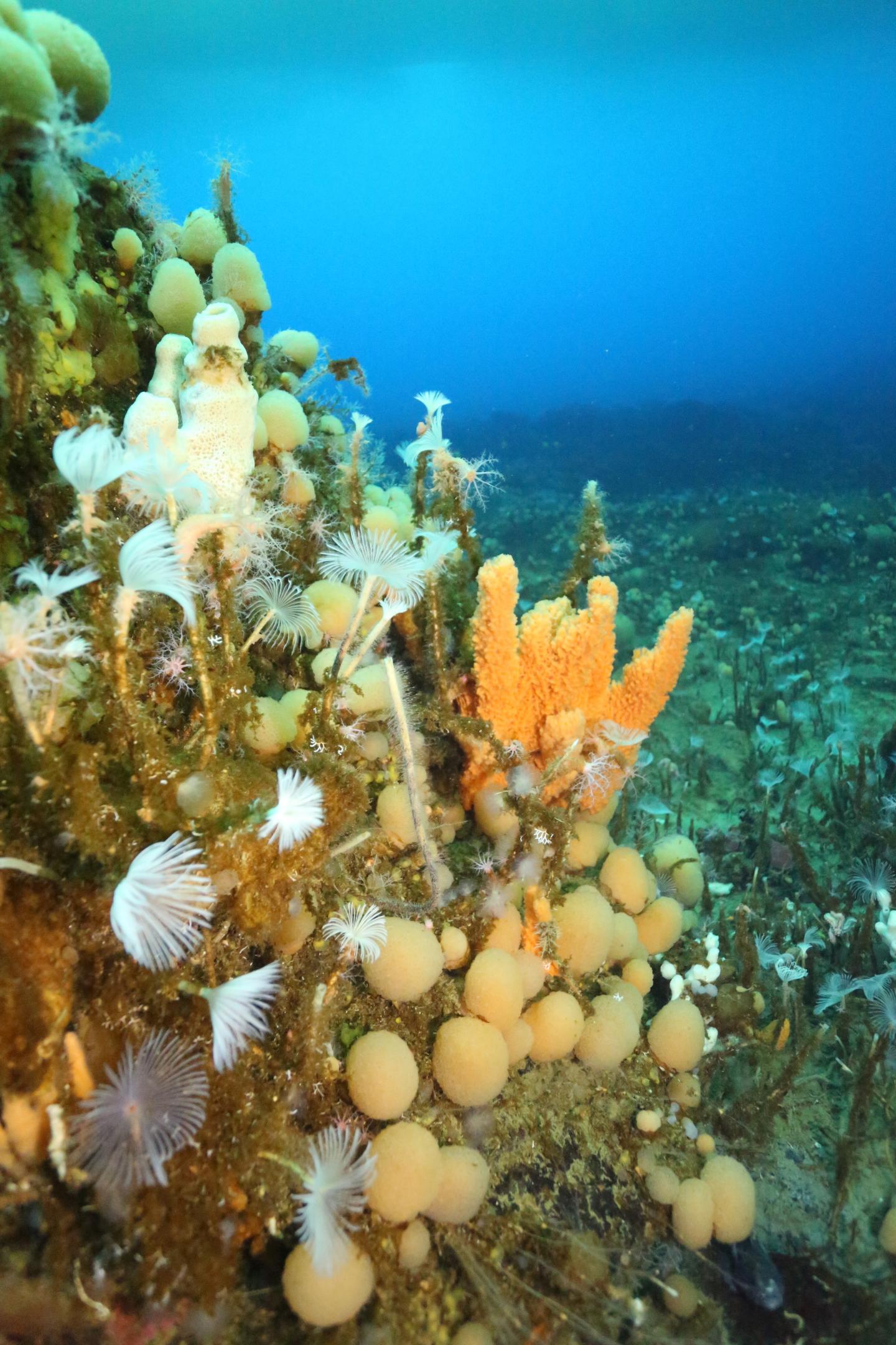 Under-ice Seafloor Community in O'Brien Bay