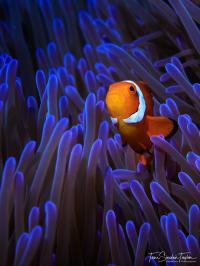 Finding Nemo's Genes (2 of 2)
