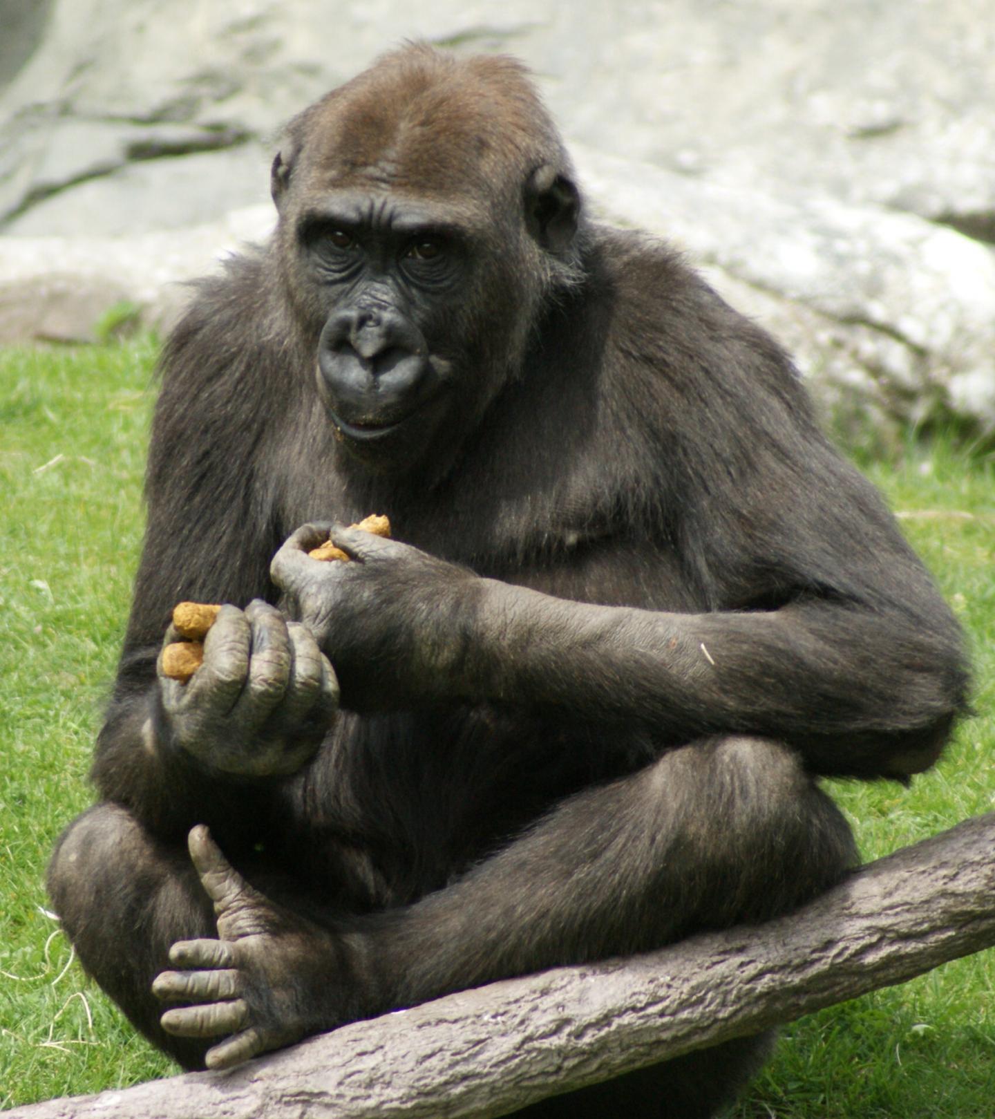 При расшифровке генома гориллы было установлено 10. Горилла, самка. Предок гориллы. Самка гориллы фото. Новая горилла.