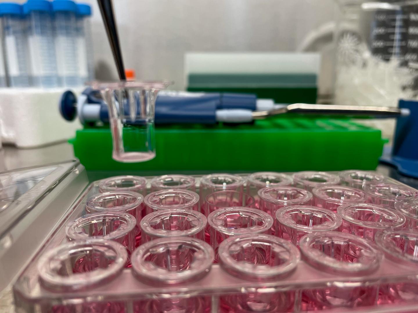 Respiratory Organoids