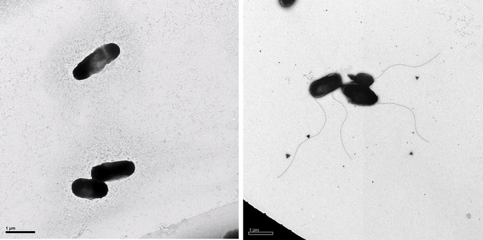 Deep-sea vent bacteria with flagella