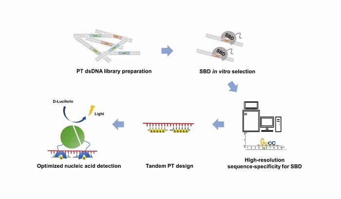 Characterization and expansion of the recognition sequence of phosphorothioate-DNA recognizing sulfur binding domains facilitate new nucleic acid detection platform