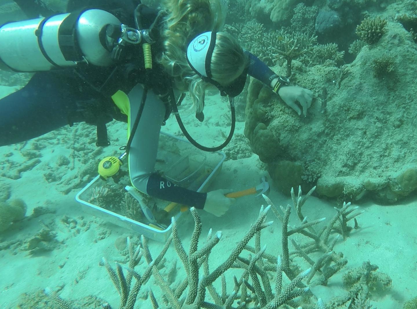 Coral Nuture Program on Australia's Great Barrier Reef