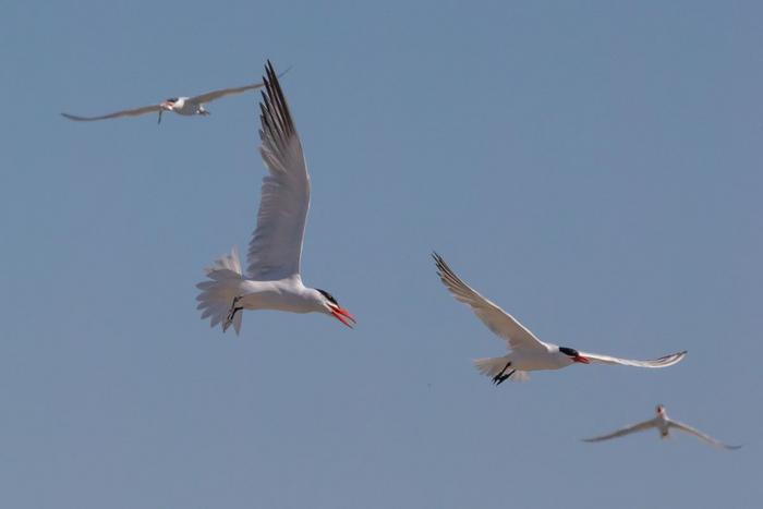 flyingterns