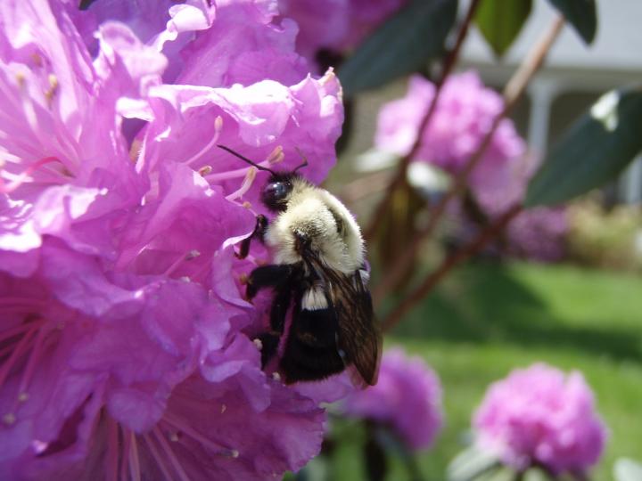 Bumblebee Queen