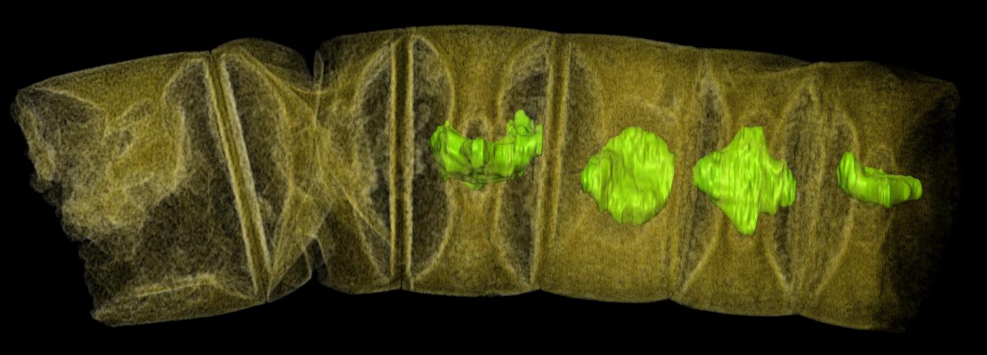 World's Oldest Plant-Like Fossils Discovered