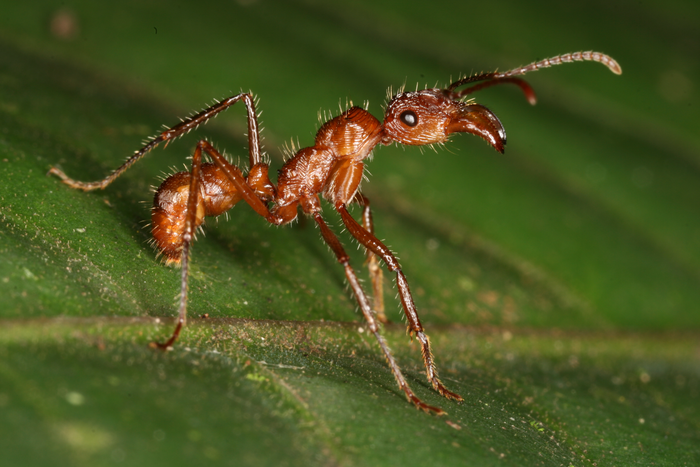 An ant (species: Ectatomma tuberculatum) photographed in Costa Rica