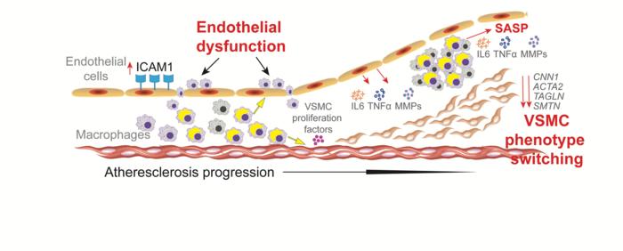 Atherosclerosis is a common complication in patients with Werner syndrome (WS)