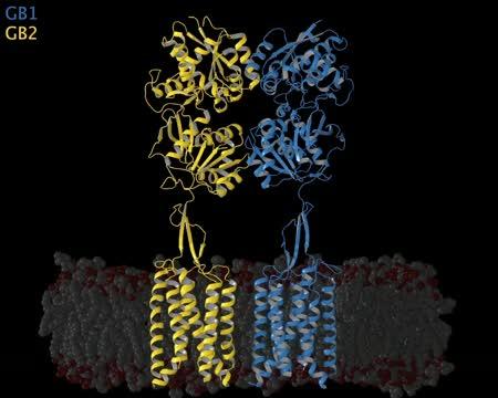 GABA-B transition