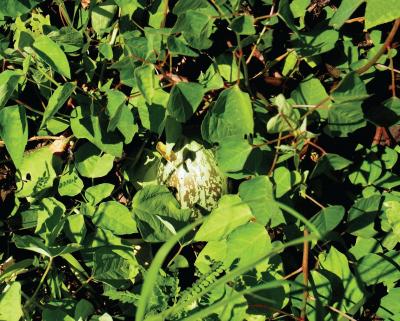 <i>Jarilla caudata</i>