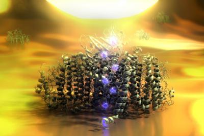 Single Molecule Solar Cell