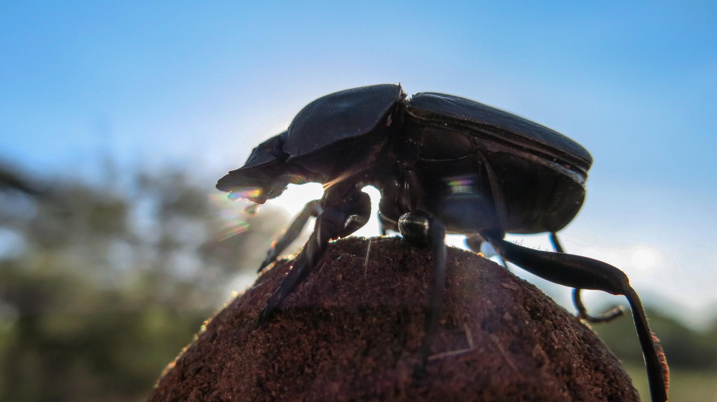A Dung Beetle