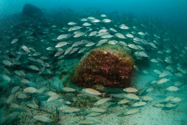 Fish at Cabo Pulmo National Park