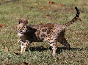 How wild is the Bengal cat genome? - Vimarsana News